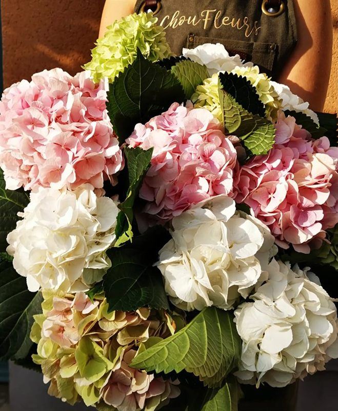 Bouquet d'hortensias roses et blancs mêlés à des feuilles vertes
