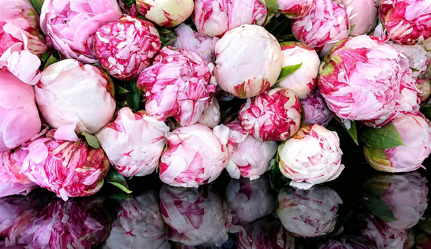 Pivoines roses et blanches, fleurs de saison sélectionnées chaque matin chez les producteurs