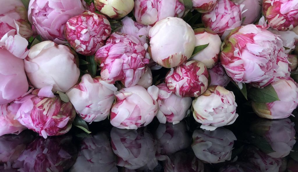 Venez découvrir les fleurs de saisons directement à la boutique Choufleurs au Perreux sur Marne